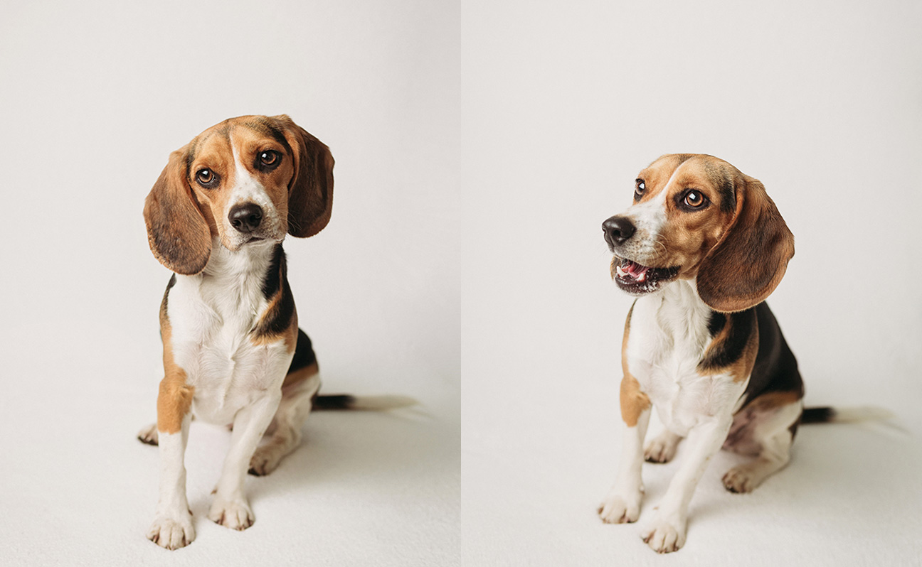 Tulsa Pet Photographer Brown Eyed Beagle
