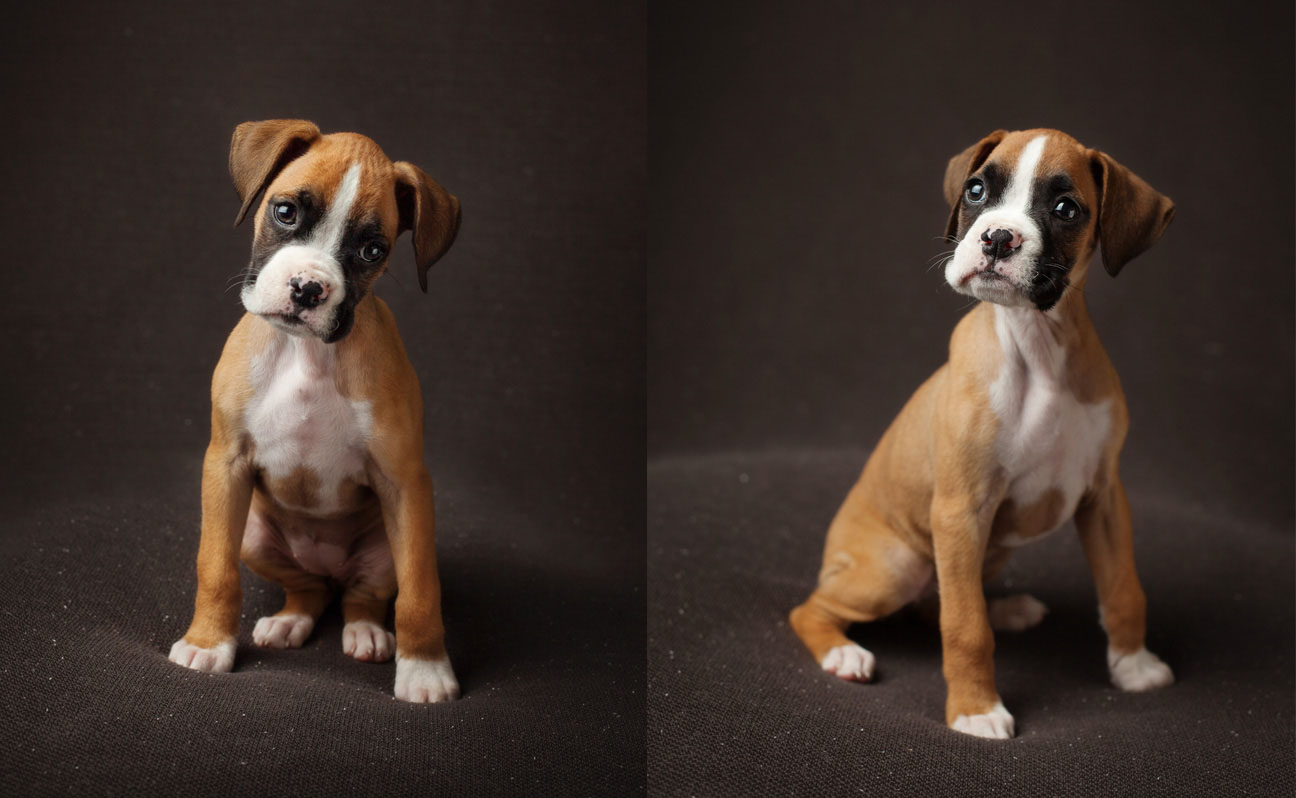 Tulsa Dog Photography Pet Portraits