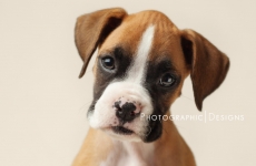 Ellie – Tulsa Puppy Portraits